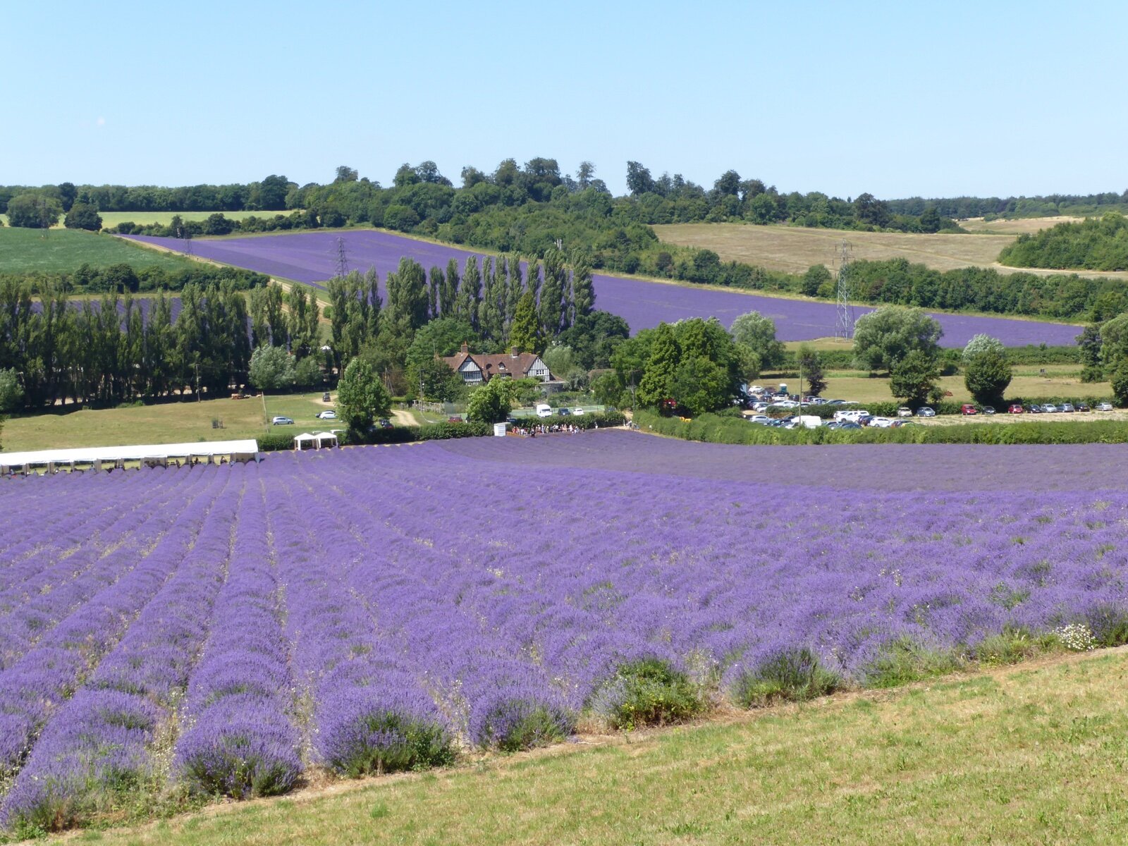 Rows of lavender in full bloom on the hillside at Castle Farm near Shoreham in Kent, with the farmhouse and surrounding fields behind