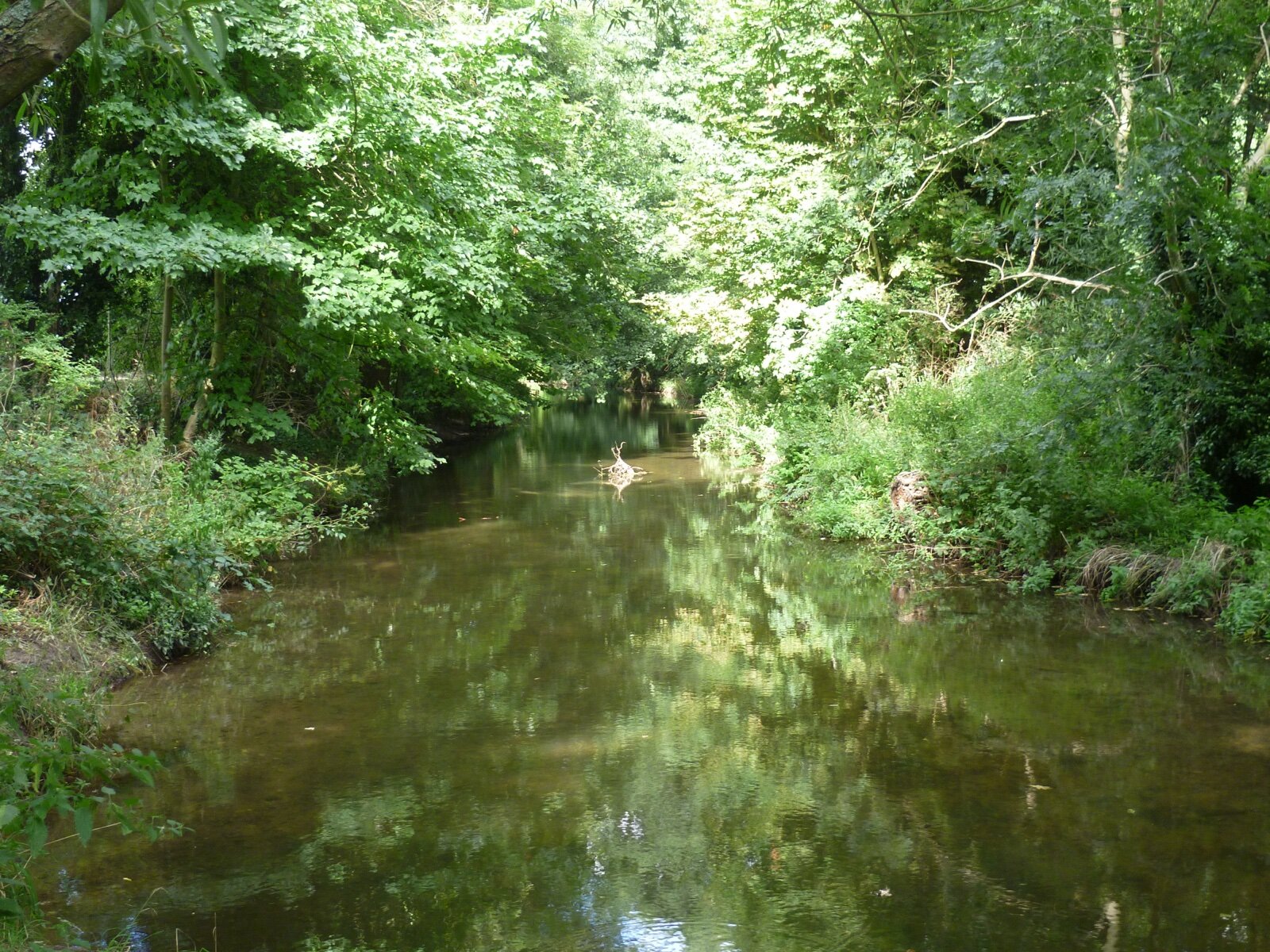 The River Darent flowing through woodland near Lullingstone Country Park, with green trees overhanging clear water