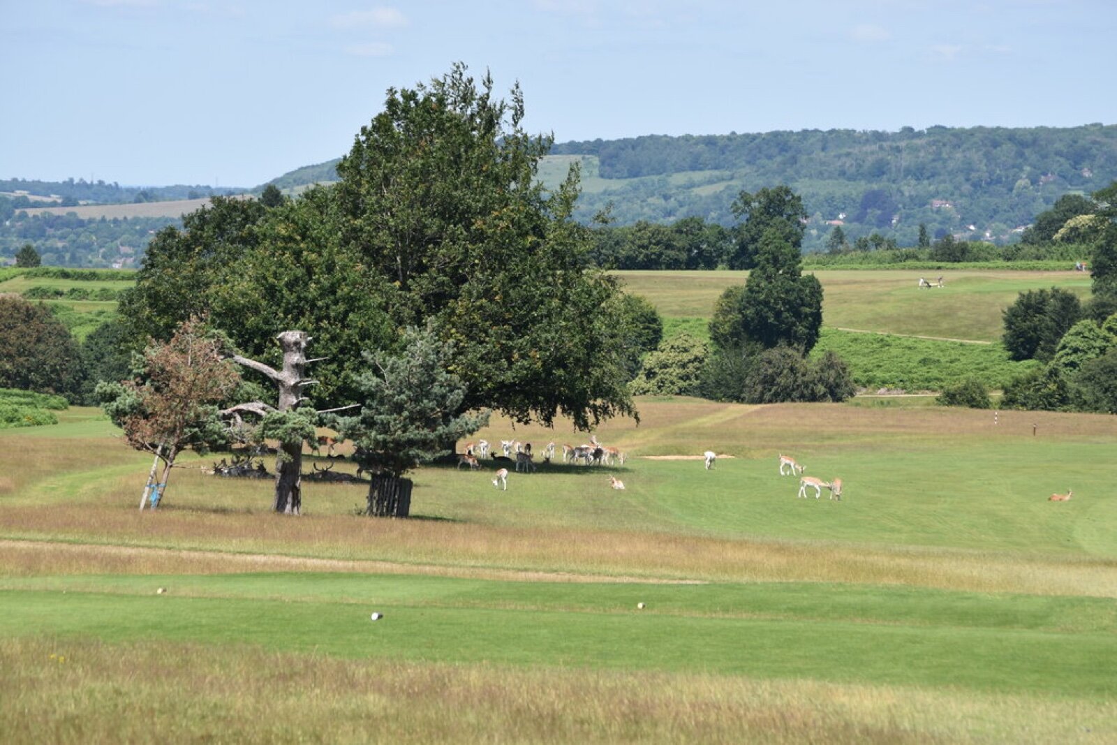 Fairway, parkland trees and grazing deer at Knole Park Golf Course
